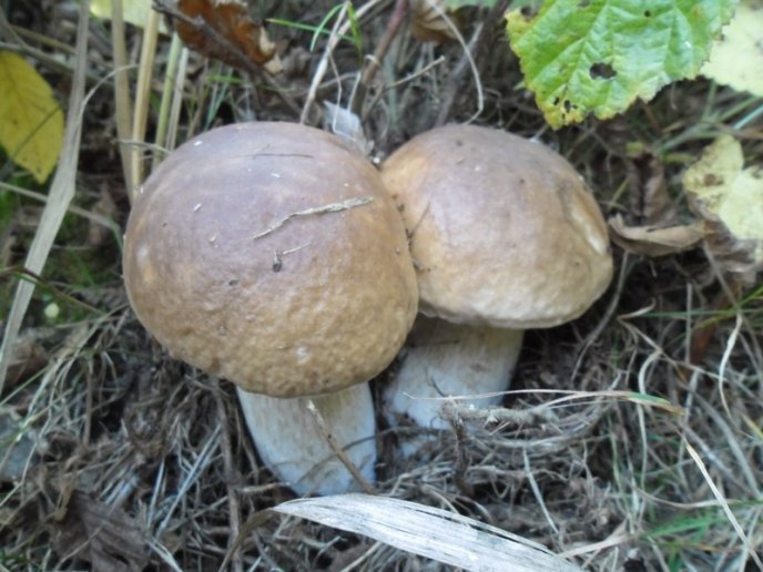 У лісах Закарпаття збирають щедрий грибний урожай – 02