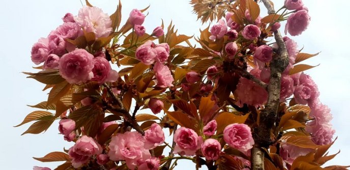 Мукачево потопає у рожевому цвіті сакур – 03