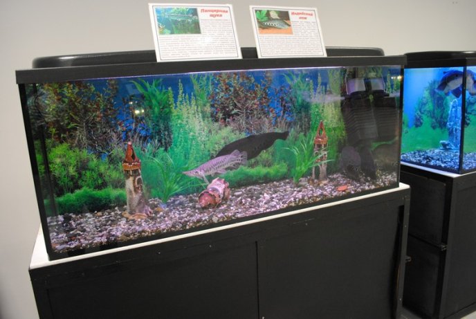 У Мукачеві відкрили виставку риб (ФОТОРЕПОРТАЖ) – 01