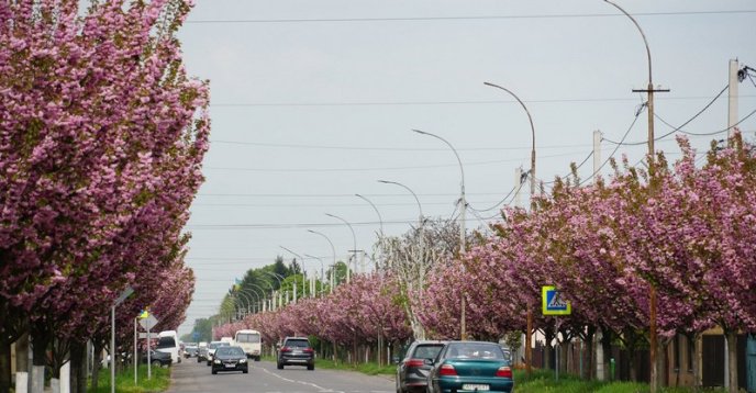 У Мукачеві розквітла найдовша алея сакур – 01 У Мукачеві розквітла найдовша алея сакур – 01