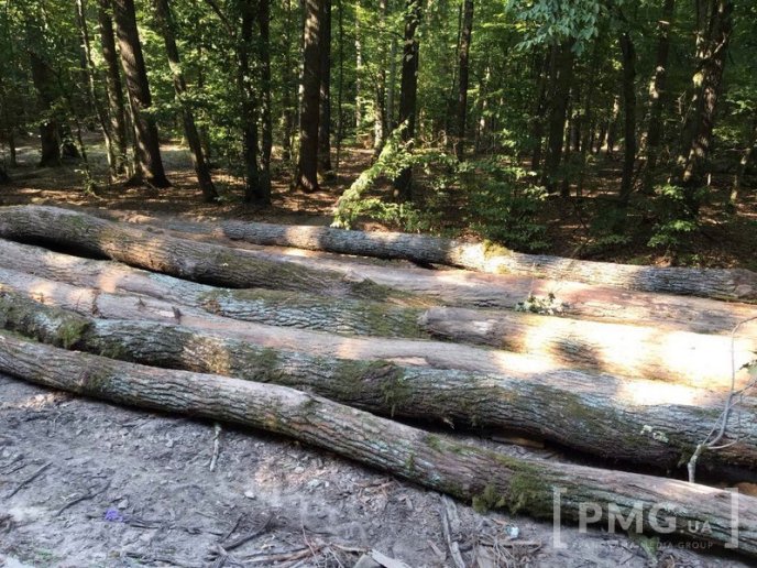Чергову вирубку лісу виявили у мікрорайоні "Шипка", що у Мукачеві – 09