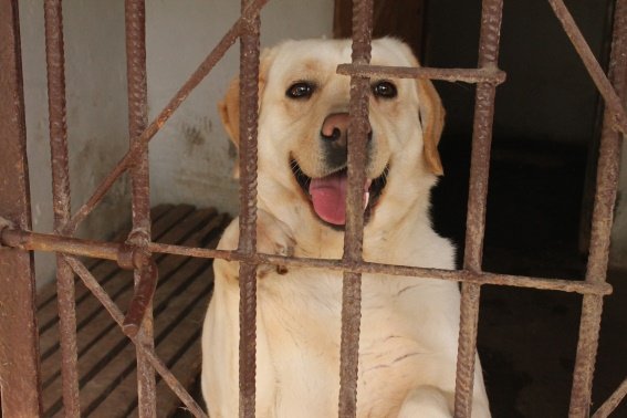 Вихованці Перечинської школи-інтернат відвідали кінологічний центр – 08