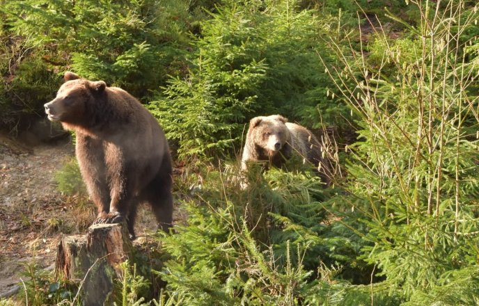На Закарпатті ведмеді прокинулися після зими – 01