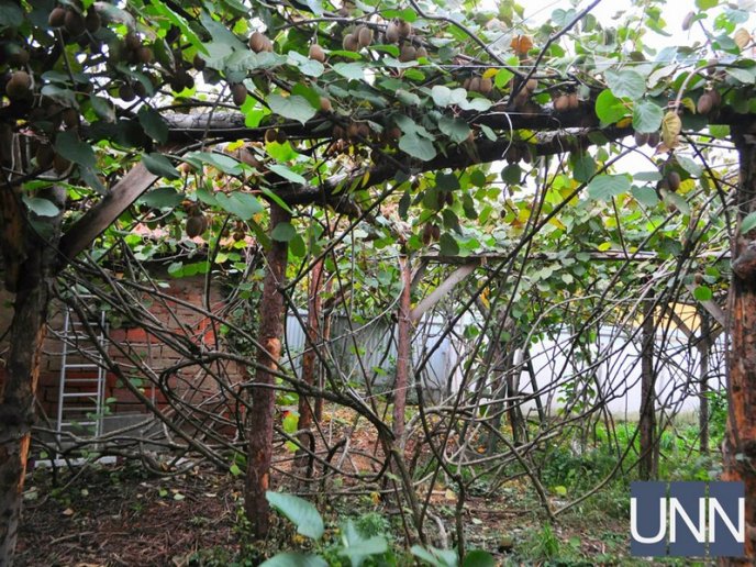 На Закарпатті почали збирати врожай унікального сорту ківі – 11