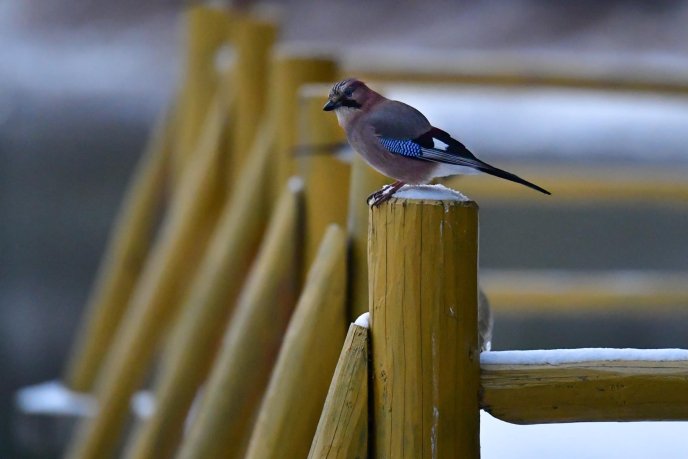 Інтернет-користувачів вразили "зимові" фотографії озера Синевир – 08
