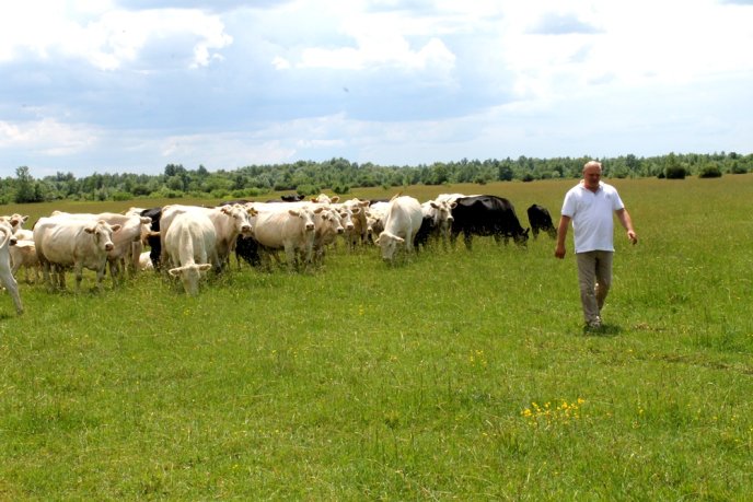 На Закарпаття завезли французьких корів – 07