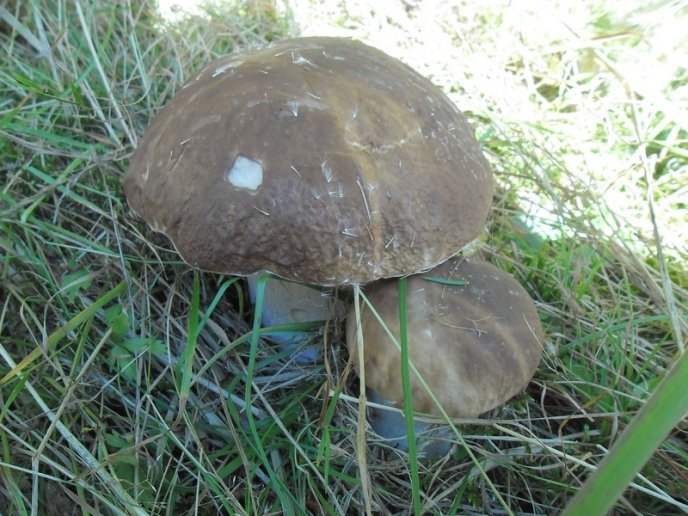 У лісах Закарпаття збирають щедрий грибний урожай – 26