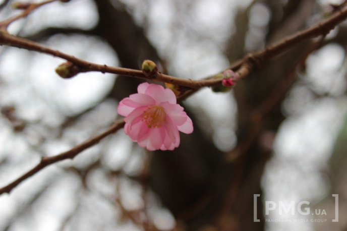 У Мукачеві вже розквітла перша сакура – 04