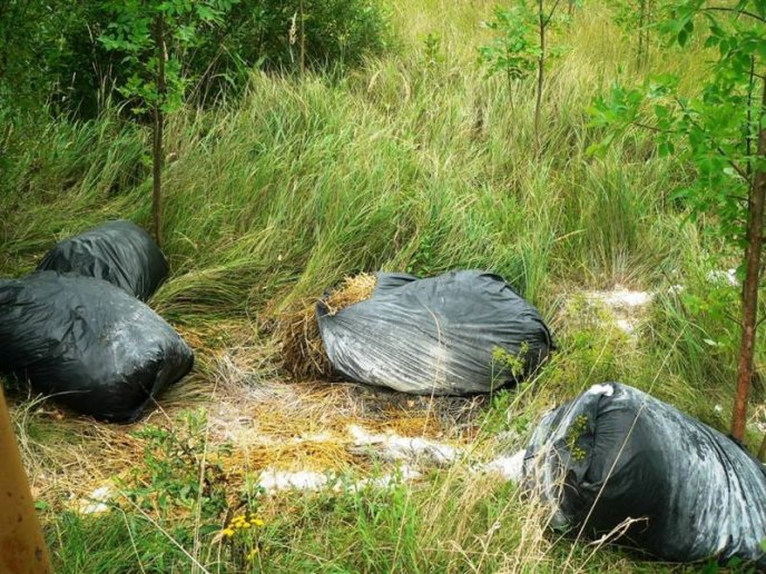 Мертвих свиней у пакетах на трасі біля села Зняцьово не знайшли – 02