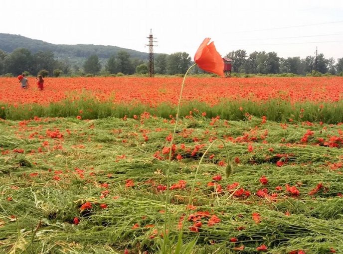На Ужгородщині косять мальовниче макове поле – 04