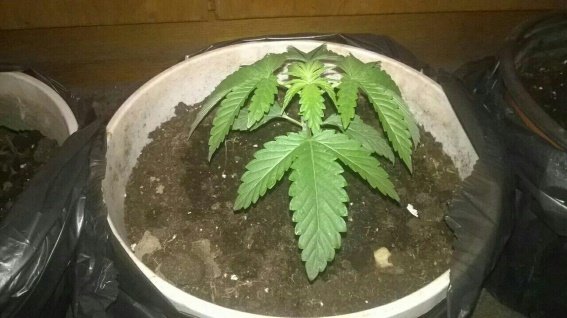 43-річний таксист з Берегова у шафі свого будинку вирощував наркотики – 01