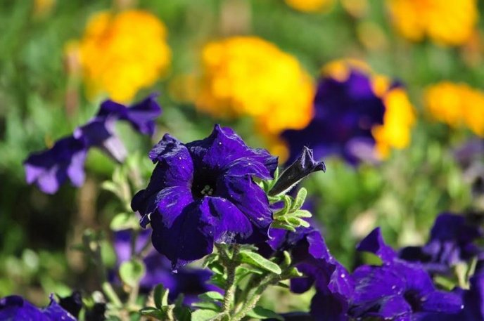 Ужгород буяє квітковим різнобарв’ям – 31