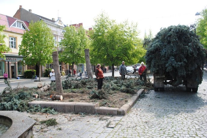 Комунальники зрізають останні ялинки у центрі Мукачева (ФОТО) – 04