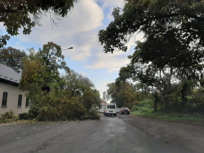 В Ужгороді дерево впало на дорогу – 02 В Ужгороді дерево впало на дорогу – 02