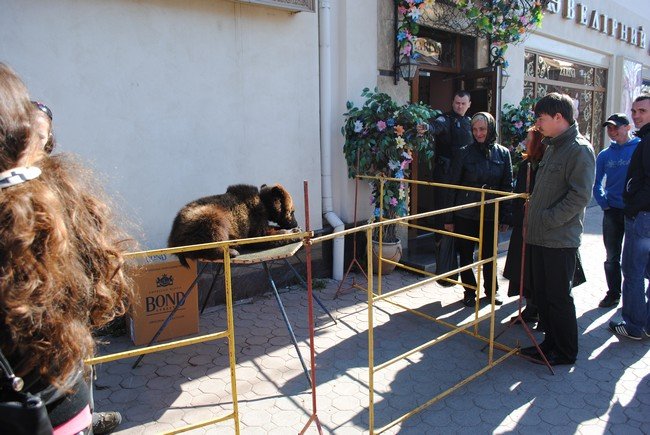 У центрі Мукачева лежить ведмідь (ФОТО) – 01