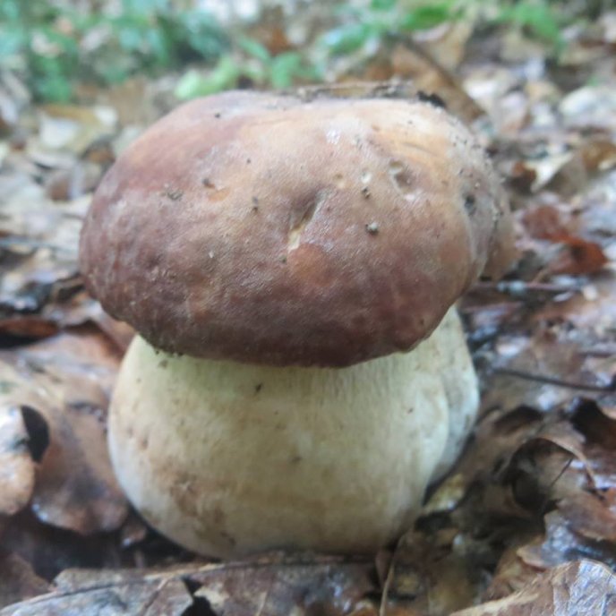 На Закарпатті вже збирають білі гриби – 04