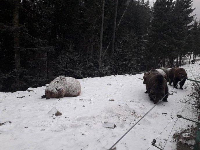 Як на Закарпатті ведмеді радіють снігу: оприлюднено відео – 02