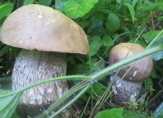 На Закарпатті з’явилися перші цьогорічні гриби – 02 На Закарпатті з’явилися перші цьогорічні гриби – 02