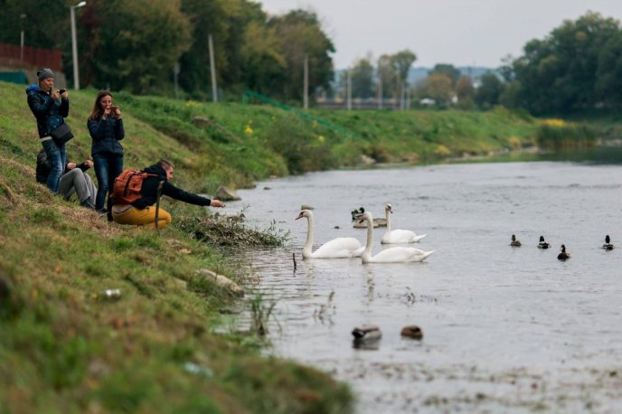 Королівські лебеді прилетіли до Ужгорода з Будапешта – 05