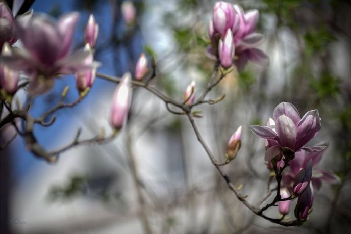 Краса в Ужгороді: у місті розцвіли магнолії – 06