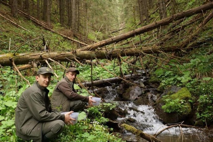 У гірські річки Рахівщини випустили понад 15 тисяч мальків форелі – 01