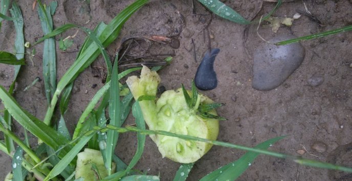 Побиті дахи будинків, вікна, автомобілі: негоду на Виноградівщині вже назвали "катастрофічною" – 13 Побиті дахи будинків, вікна, автомобілі: негоду на Виноградівщині вже назвали "катастрофічною" – 13