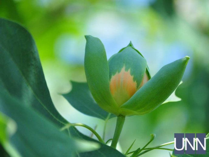 В Ужгороді квітне тюльпанове дерево – 08