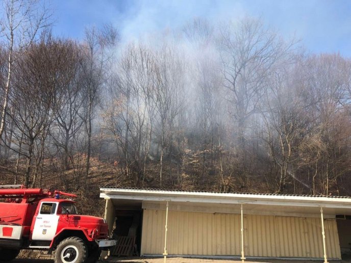 Закарпатці піймали палія сухостою. Він заплатить кілька тисяч штрафу – 03