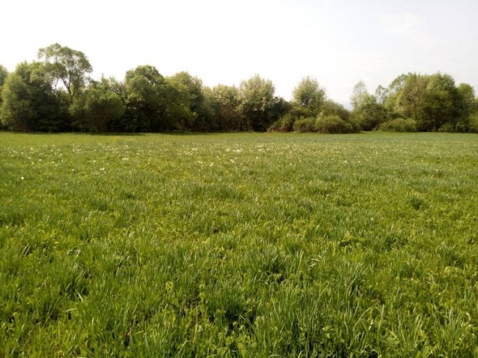 На Закарпатті вже почала квітнути Долина нарцисів – 03