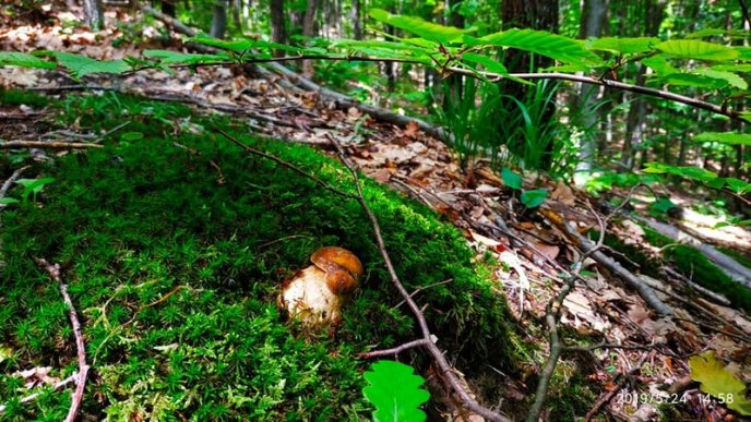 Грибний сезон: закарпатці діляться фотографіями із "тихого полювання" – 11