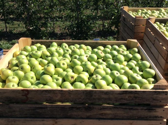 На яблучний ринок країни вривається новий гравець із Закарпаття – 04