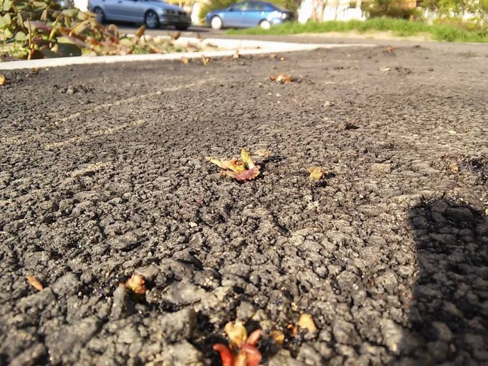 Ще на одній вулиці Мукачева асфальт проріс травою – 01