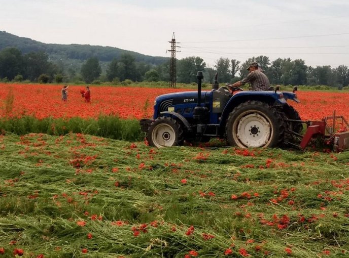 На Ужгородщині косять мальовниче макове поле – 10