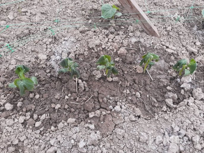 На Мукачівщині заморозки знищили врожай городини – 05