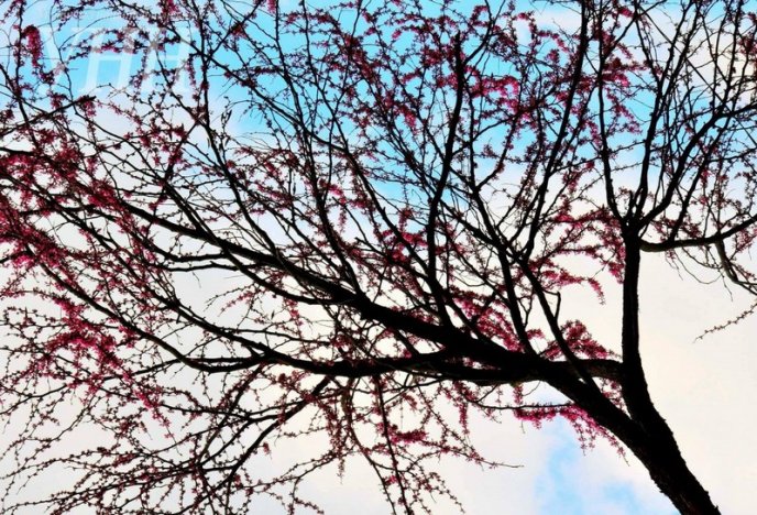 Напередодні Великодня в Ужгороді розквітло Іудине дерево – 06