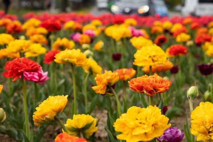 В Ужгороді розквітли понад 40 000 тюльпанів – 03