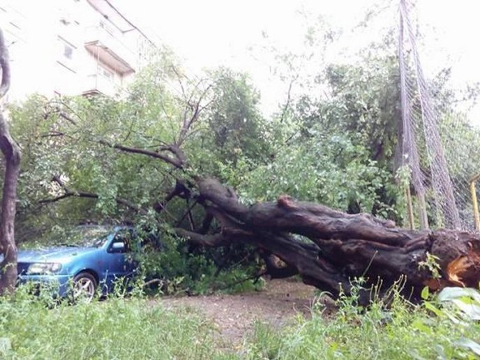В одному з мікрорайонів Мукачева величезне дерево впало на машину – 03