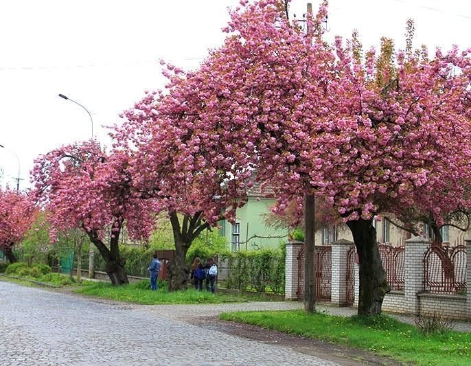 Сакура мукачево фото