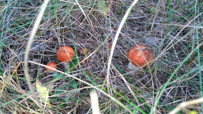 У лісах Закарпаття збирають щедрий грибний урожай – 30