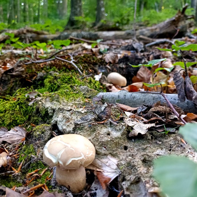 Стартував грибний сезон: закарпатці в соцмережі діляться світлинами знайдених грибів – 04