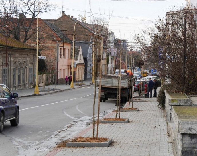 На одній з вулиць Ужгорода посадили дерева – 08