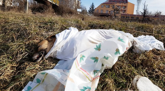 На берег річки Уж викинули замотане у простирадло тіло собаки – 02