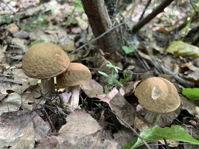 У лісах Закарпаття триває грибний сезон – 04