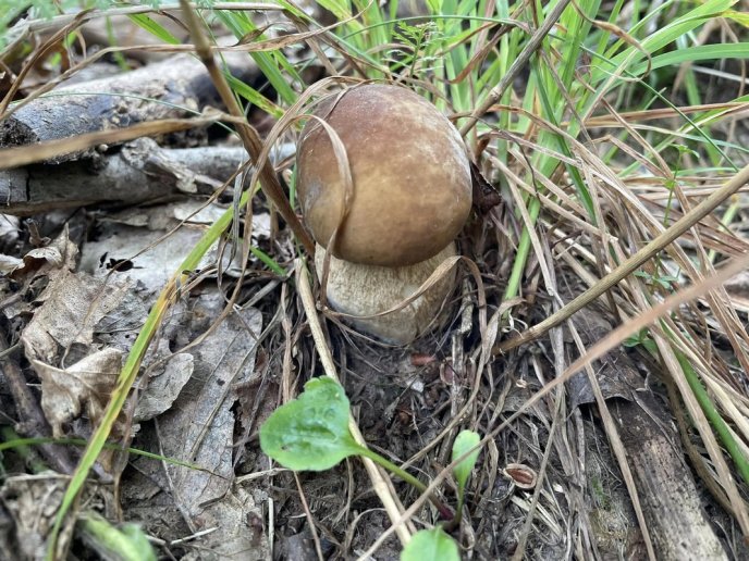 У лісах Закарпаття триває грибний сезон – 02