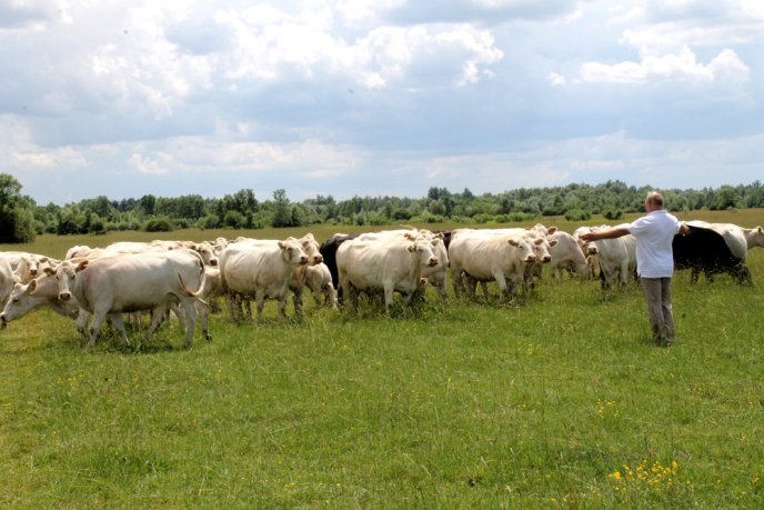 На Закарпаття завезли французьких корів – 06