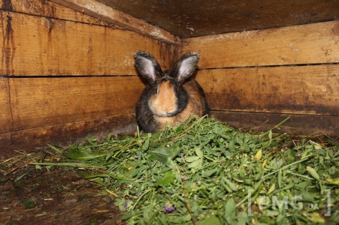 Закарпатець розводить кролів і непогано на цьому заробляє – 14