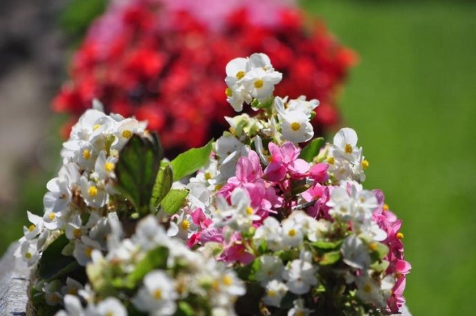 Ужгород буяє квітковим різнобарв’ям – 25