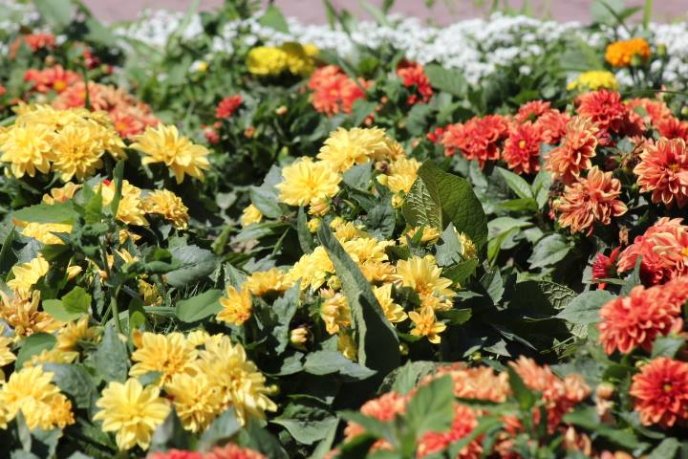 У парку "Перемога" комунальники облаштовують квітники – 03