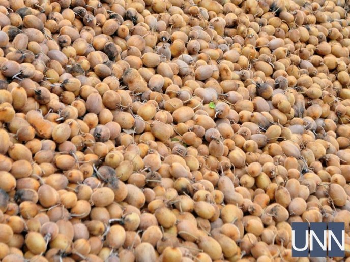 На Закарпатті почали збирати врожай унікального сорту ківі – 12