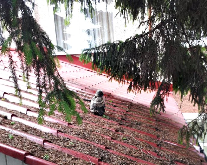 У Хусті врятували совеня, яке випало із гнізда – 01